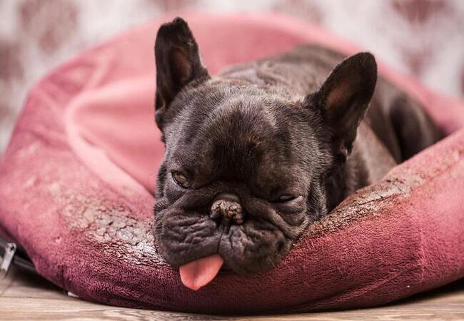 Benzodiazepine Poisoning in Dogs (2025): Vet-Approved Signs & Treatment 🐶⚠️