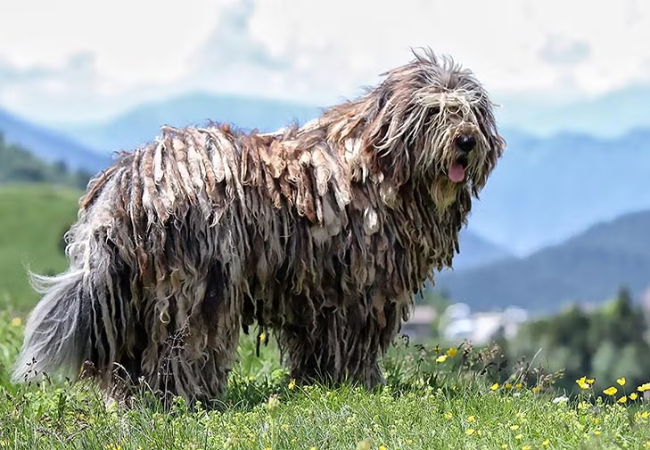 Bergamasco Shepherd 2025 Guide: Care, Grooming & Temperament 🐶✨