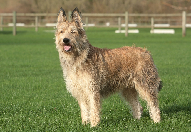Berger Picard 2025 Guide: Care, Training & Temperament 🐶✨