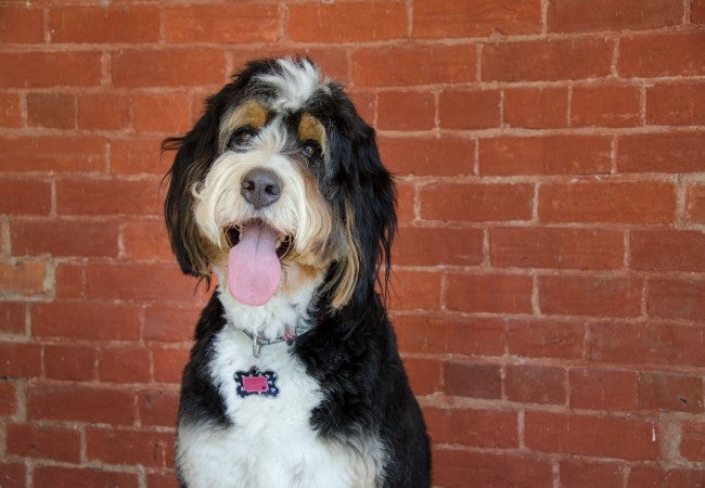 Bernedoodle 2025 Guide: Care, Temperament & Grooming 🐶✨