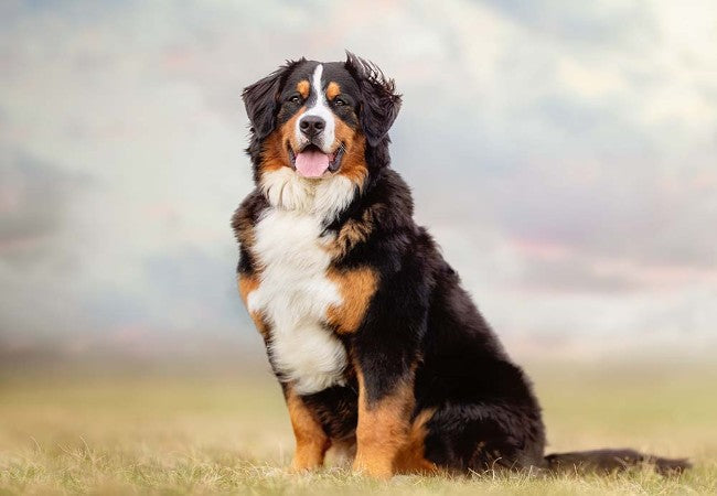 Bernese Mountain Dog 2025 Guide: Care, Training & Family Fit 🐶✨