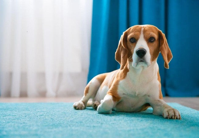 Best Apartment Dogs 2025: Vet Picks for Temperament, Size & Lifestyle🐾