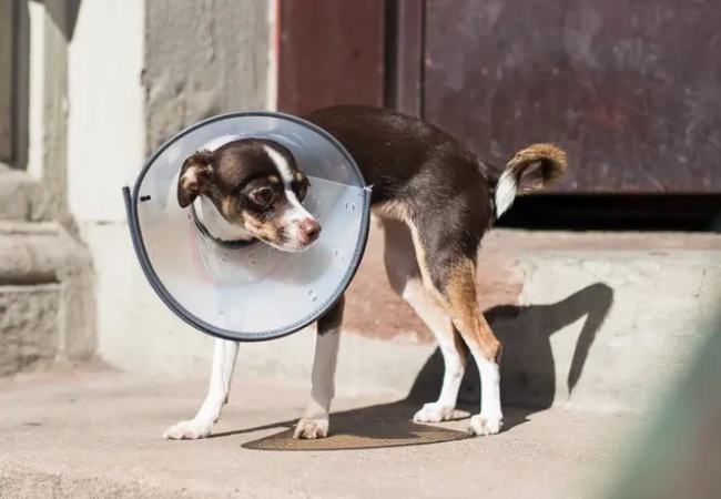 Best Dog Cones & Recovery Collars – Vet Approved Picks for Comfort & Healing 2025 🌕🐶