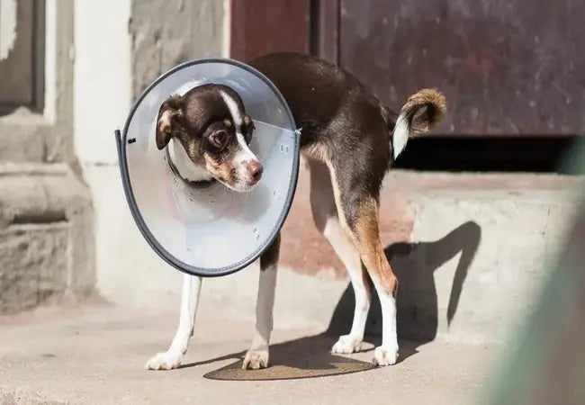 Best Dog Recovery Collars & Cones: Vet-Approved Guide 🐾🩺
