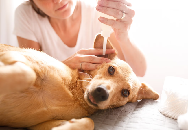 Best Ear Cleaners for Dogs – Vet Recommended Solutions for Healthy Ears 🌈🐶 2025 Edition