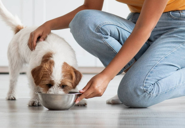 Best Feeding Method for Dogs in 2025: A Vet’s Guide 🍽️🐾