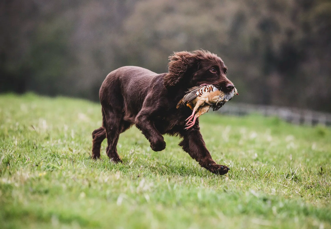 Best Hunting Dog Breeds 2025: Vet Approved Choices by Game Type & Personality 🐾