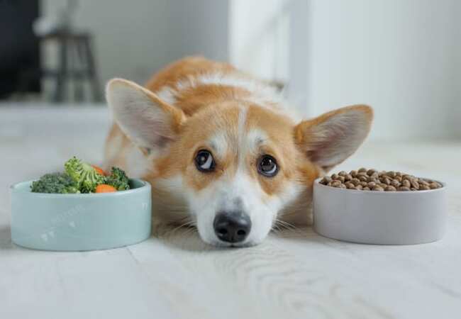 Best Natural Dog Food for Dogs with Food Allergies