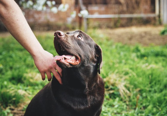 Best Natural Senior Dog Foods 2025: Vet’s Guide to Whole-Food Nutrition🩺🐾