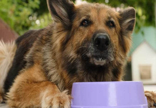 Best Natural Supplements for Senior Dogs 2025: Vet’s Guide to Joint, Cognitive & Immune Support🩺🐾