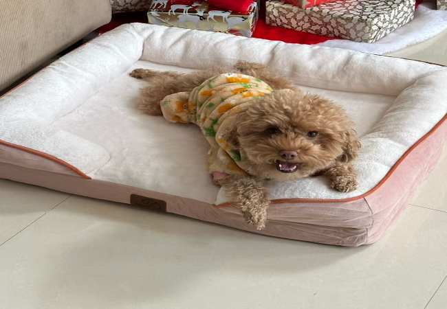 Best Orthopedic Dog Beds 2025: Vet's Top Picks for Senior, Arthritic & Active Pups🩺🐾