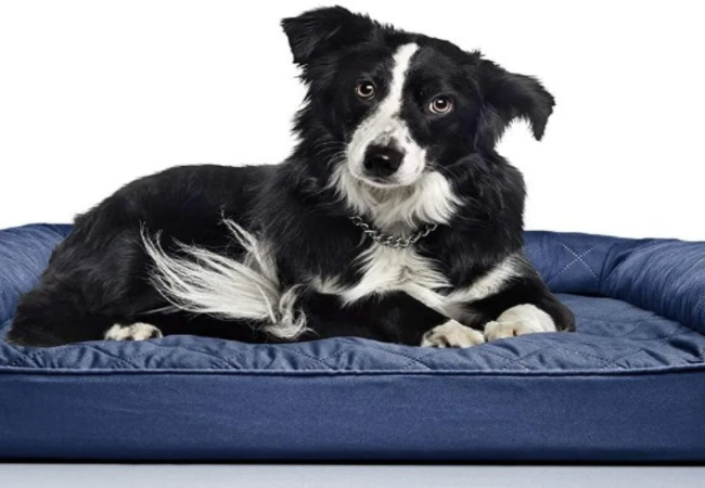 Best Orthopedic Dog Beds – Vet Approved Picks for Joint Support 2025 🛏️🐶
