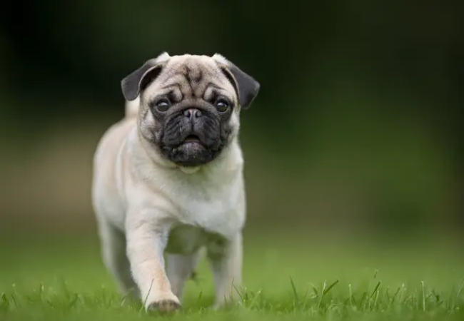 Best Probiotics for Dogs – Vet-Recommended Options for Gut Health 2025 🥣🐶