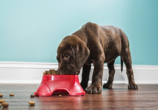 Best Puppy Food 2025: Vet Approved Guide for Growth, Health & Breed 🐾