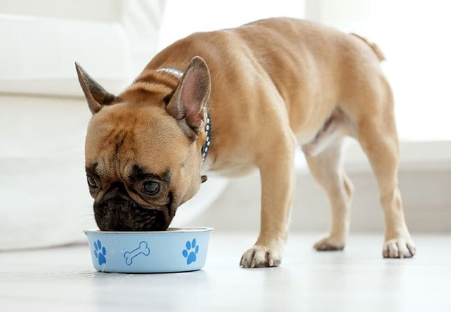 What to Feed Dogs with Kidney Disease: 2025 Vet's Diet Plan 🥩🐶