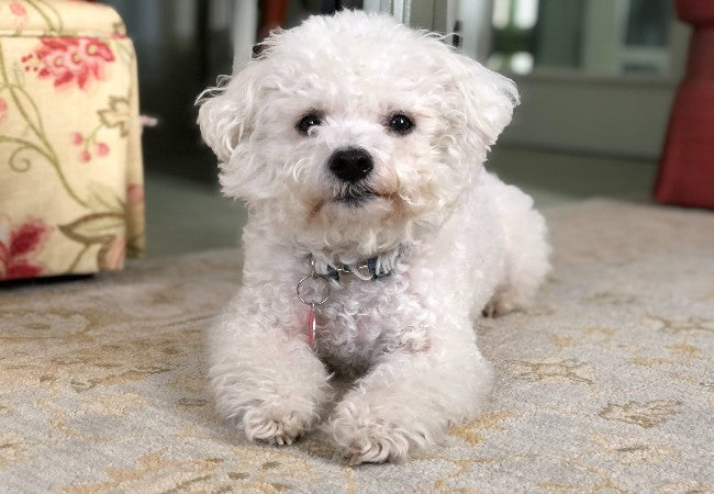Bichon Frise 2025 Guide: Care, Temperament & Grooming 🐶✨