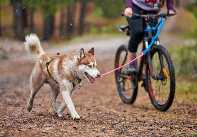 Biking with Your Dog Safely: A Vet-Approved Guide for 2025 🩺🐶