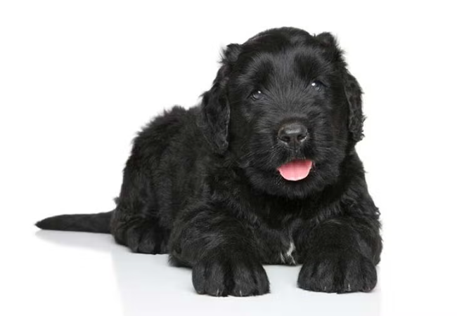Black Russian Terrier 2025 Guide: Temperament, Care & Training 🐾