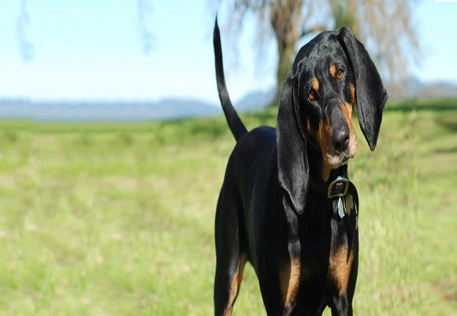 Black & Tan Coonhound 2025 Guide: Care, Training & Temperament 🐶✨