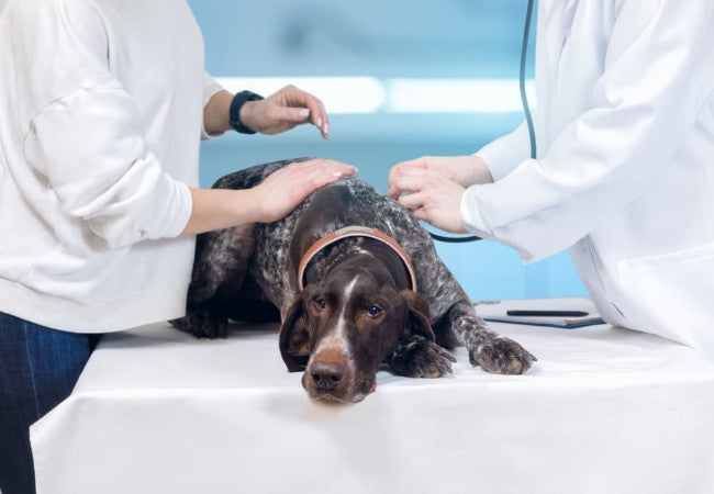 Blastomycosis in Dogs: Vet-Approved Causes, Symptoms & Treatments (2025 Guide) 🐶💊