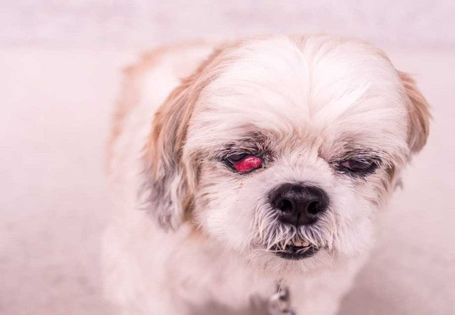 Blepharitis in Dogs: Vet-Approved Causes, Symptoms & Treatments (2025 Guide) 🐶💊