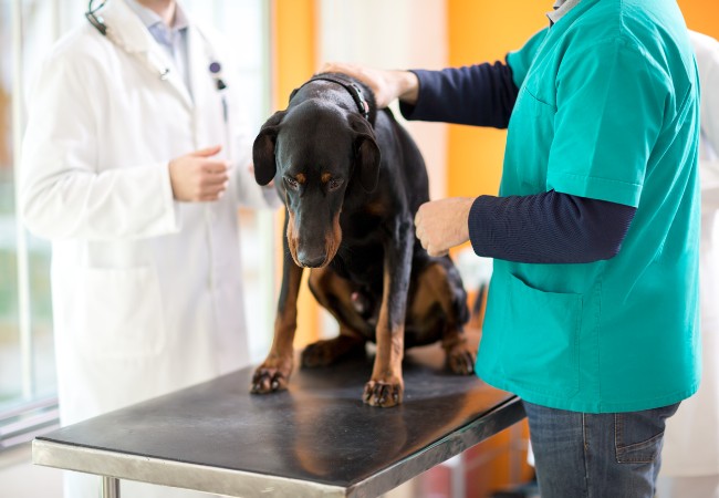 Bloat in Dogs (GDV): Vet-Approved Causes, Symptoms & Treatments (2025 Guide) 🩺🐾🩸