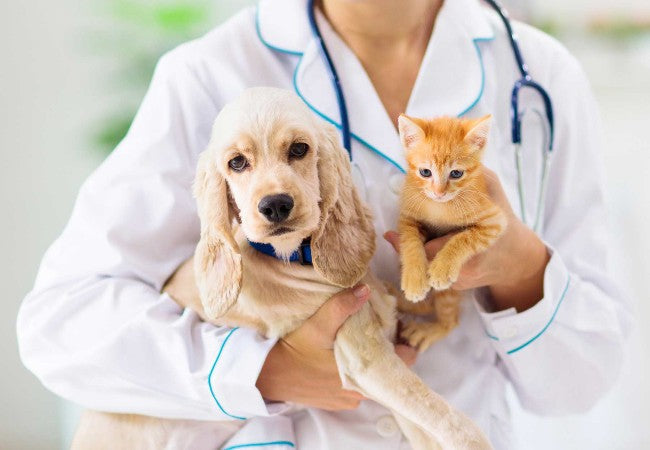 Blood Work for Dogs & Cats in 2025: Vet‑Approved Guide to Testing, Interpretation & Costs 🐶🐱