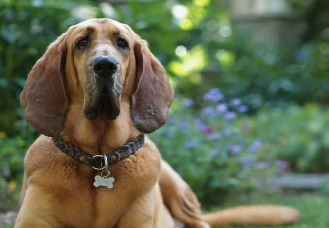 Bloodhound 2025 Guide: Health, Temperament & Training 🐾
