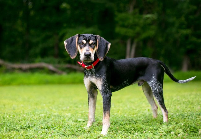 Bluetick Coonhound 2025 Guide: Temperament, Training & Care 🐶✨