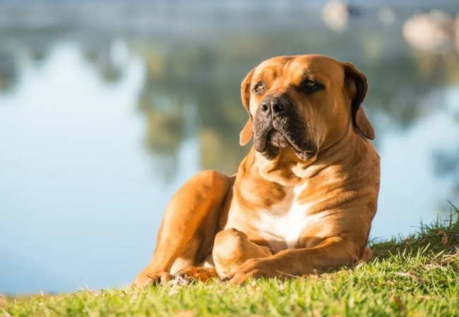 Boerboel 2025 Guide: Temperament, Training & Guardian Care 🐶✨