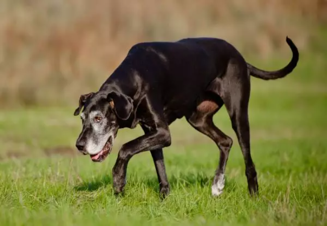 Bone Problems in Dogs: Vet‑Approved 2025 Guide to Recognition & Care🦴🐶
