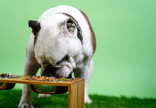 How to Boost Your Dog’s Immune System Naturally