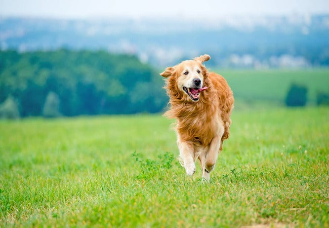 Boosting Your Dog’s Immune System Naturally A 2025 Wellness Guide 🐶🌿