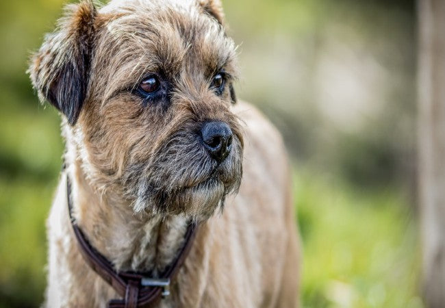 Border Terrier 2025 Guide: Care, Training & Temperament 🐶✨