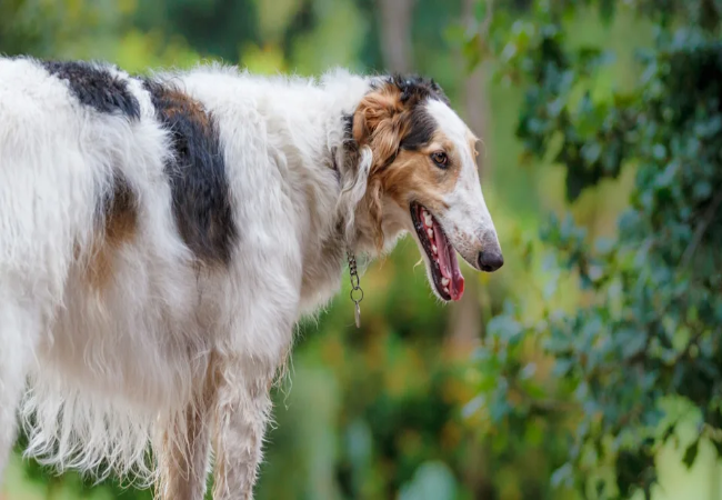 Borzoi 2025 Guide: Expert Care, Training & Health 🐾