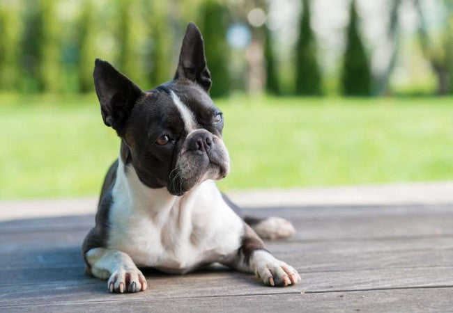 Boston Terrier 2025 Guide: Care, Temperament & Training 🐶✨