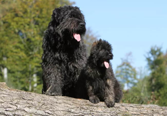Bouvier des Flandres 2025 Guide: Care, Training & Temperament 🐶✨