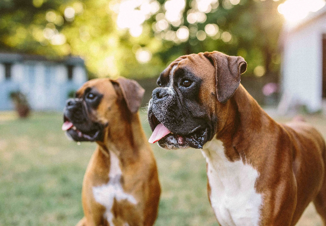 Boxer Dog Breed 2025 Guide: Health, Care, Training & Family Fit🐶✨
