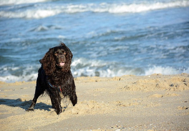Boykin Spaniel Guide 2025: Care, Training, Health, & Family Fit🐶✨