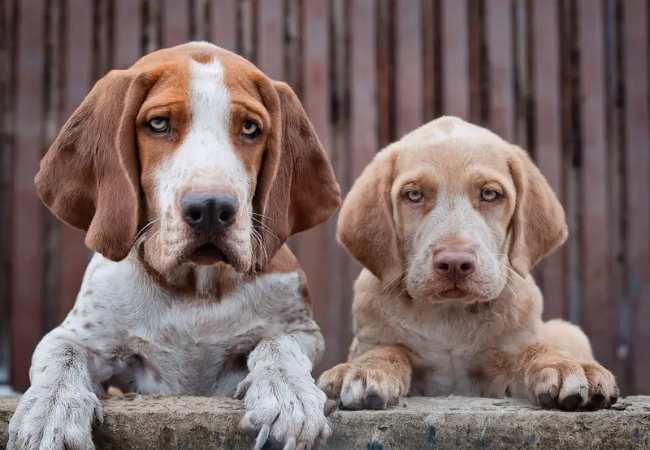 Bracco Italiano 2025 Guide: Care, Training & Health 🐶✨