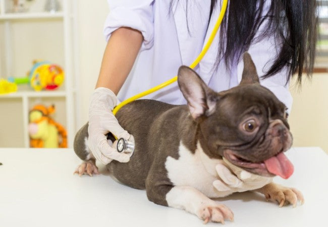 Brachycephalic Airway Syndrome in Dogs: Vet-Approved Causes, Symptoms & Treatments (2025 Guide)🐶🩺