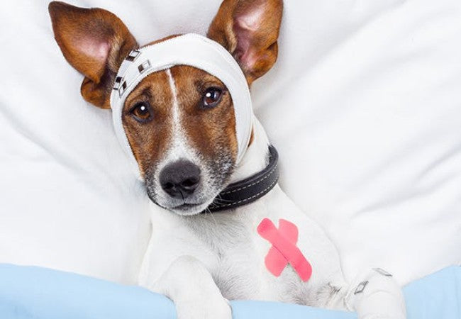 Brain Injury in Dogs: Vet-Approved Causes, Symptoms & Treatments (2025 Guide)🐶🩺