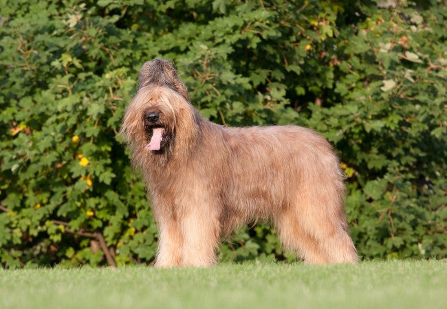 Briard 2025 Guide: Care, Training & Grooming Tips 🐶✨