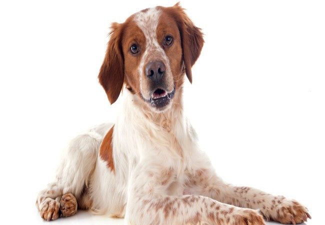 Brittany Spaniel 2025 Guide: Care, Training & Family Fit 🐶✨