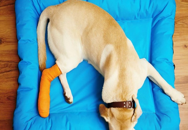Broken Bones in Dogs: Vet-Approved Causes, Symptoms & Treatments (2025 Guide)🐶🩺