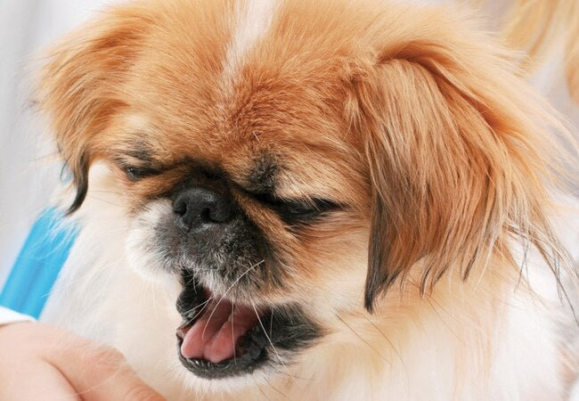 Bronchiectasis in Dogs – Vet‑Led Guide 2025 🐕