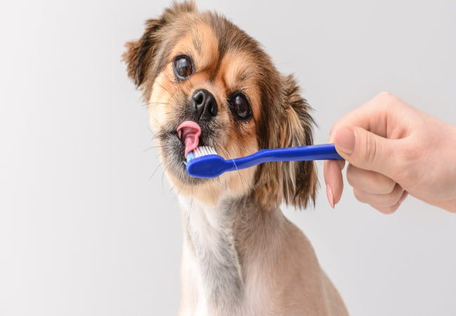 Brush Your Dog’s Teeth