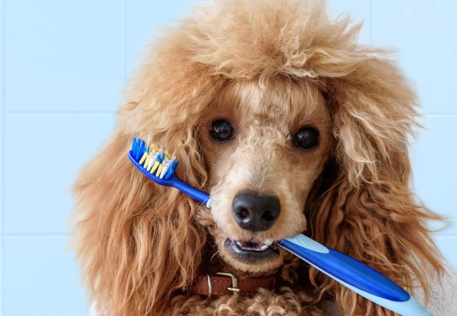 Brush Your Puppy’s Teeth 2025: Vet Approved Healthy Smile 🐶🦷