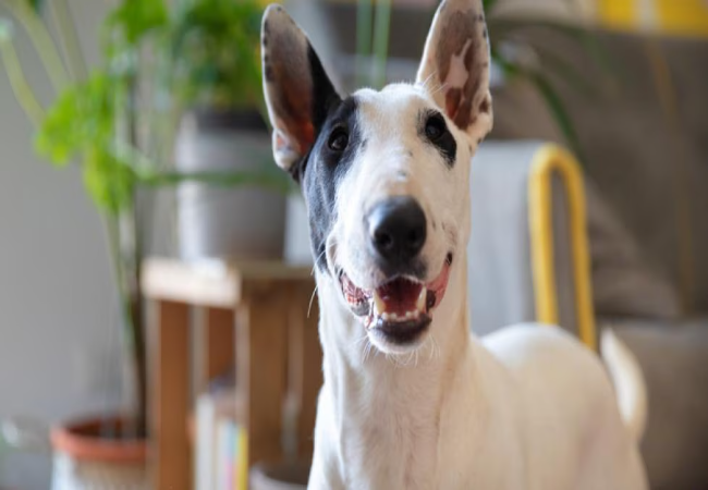 Bull Terrier Breed Guide 2025: Care, Training, Health & Family Life 🐾