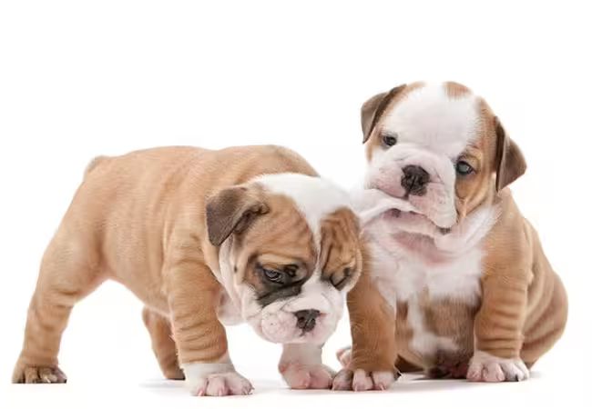 Bulldog Breed Guide 2025